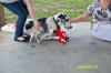 Strut Your Mutt